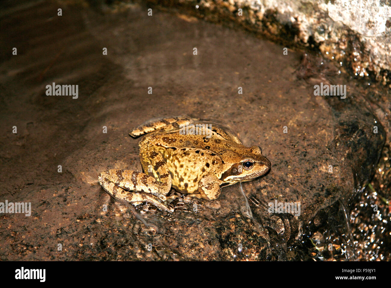 Pyrenean Frog laying eggs in a river of Vall de Boi, Lleida, Catalonia, northern Spain Stock Photo