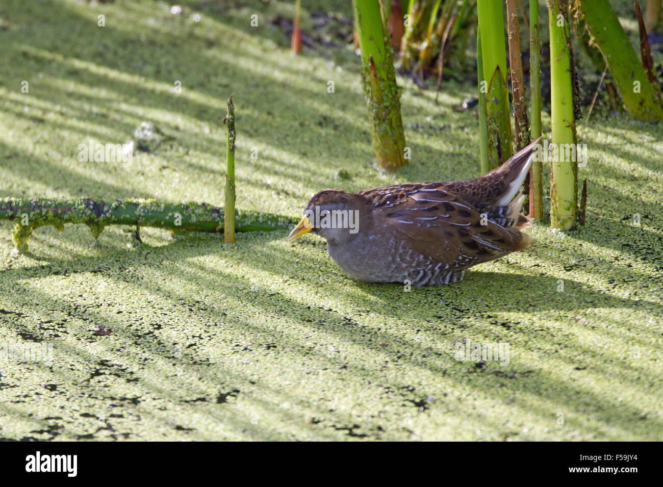 Sora Eating Duckweed Stock Photo Alamy