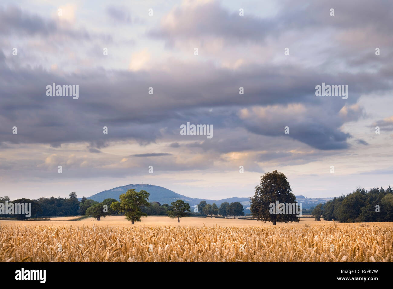 Golden Crops of Wheat with Beautiful Clouds in Motion Above Stock Photo