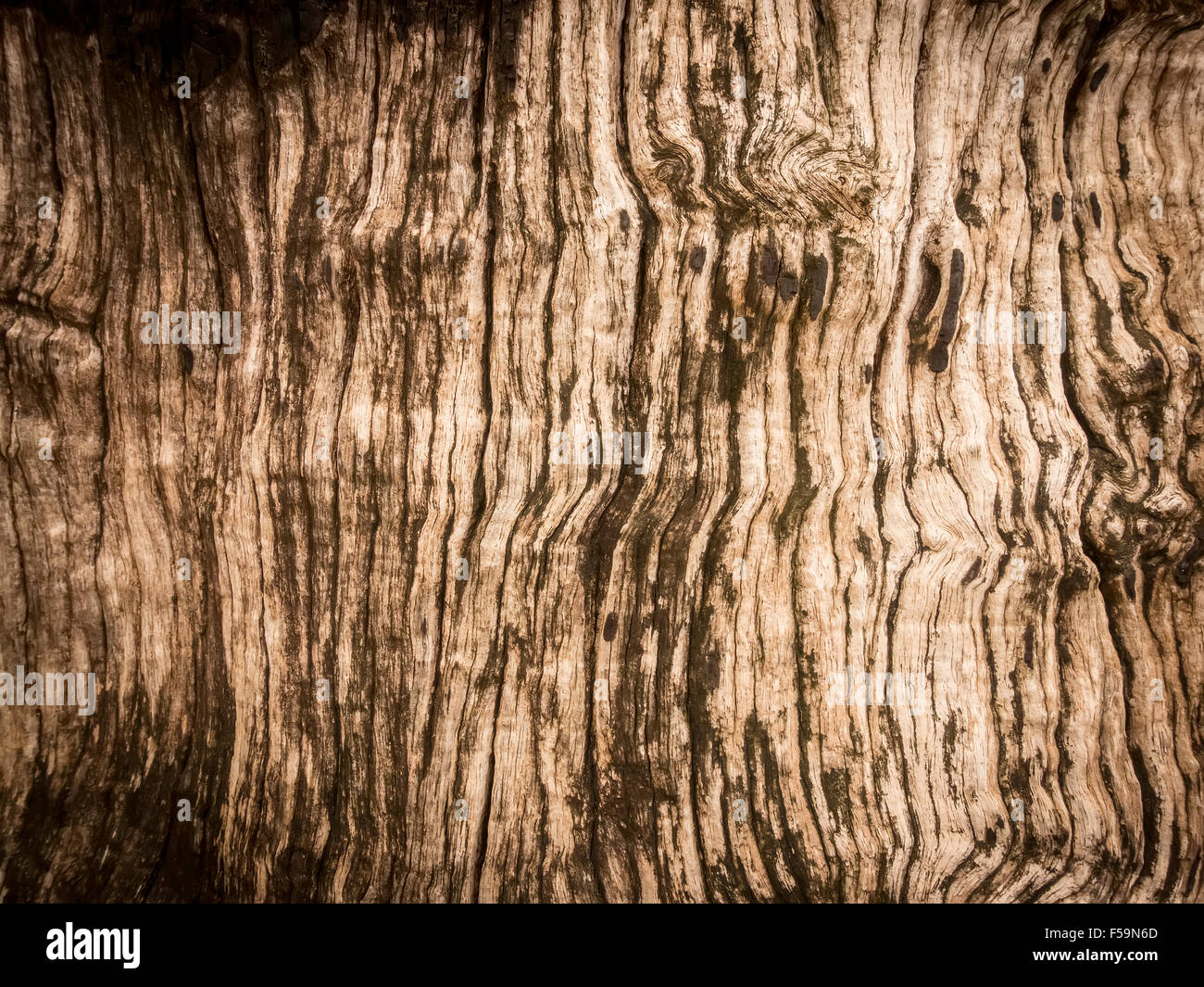 texture of tree photography Stock Photo - Alamy