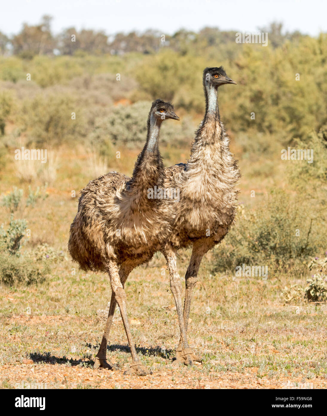 Two emus, walking side by side, in step & in identical poses like amorous couple, in the wild in outback Australia Stock Photo