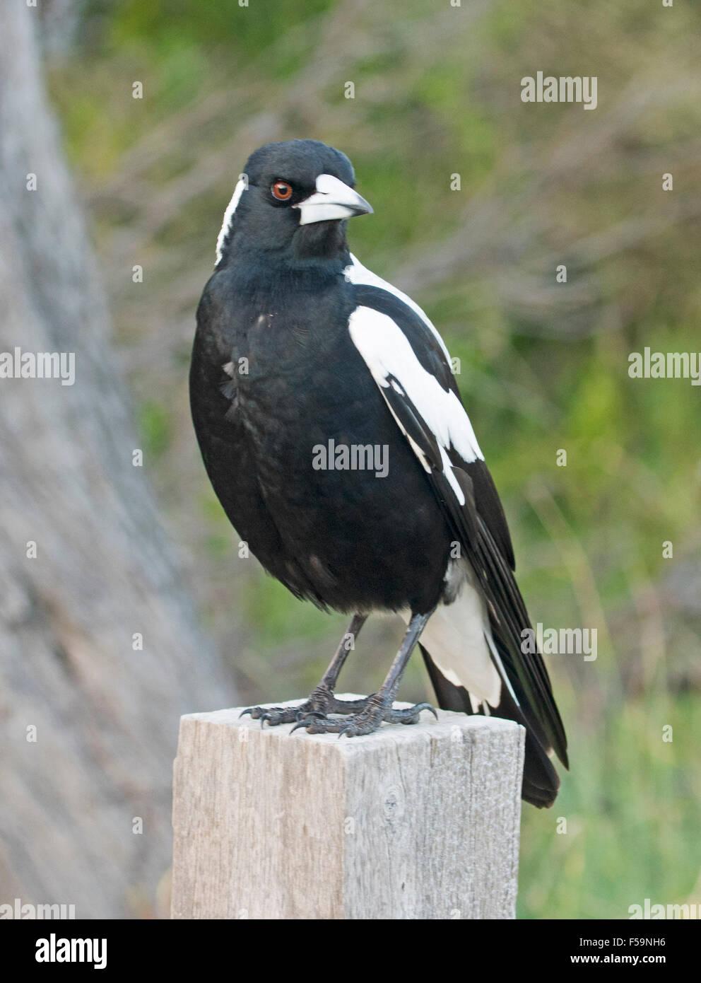 Australian magpie, black and white bird, with eye glinting, standing on  post in suburban garden against green background Stock Photo - Alamy