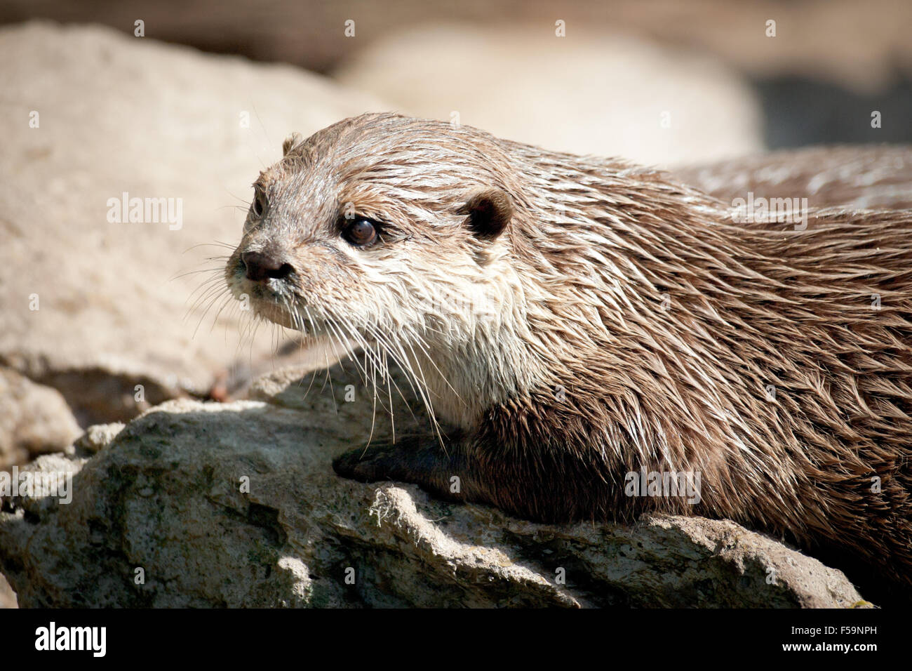 A close-up of an Oriental small-clawed otter from the Copenhagen Zoo in Copenhagen, Denmark. Stock Photo