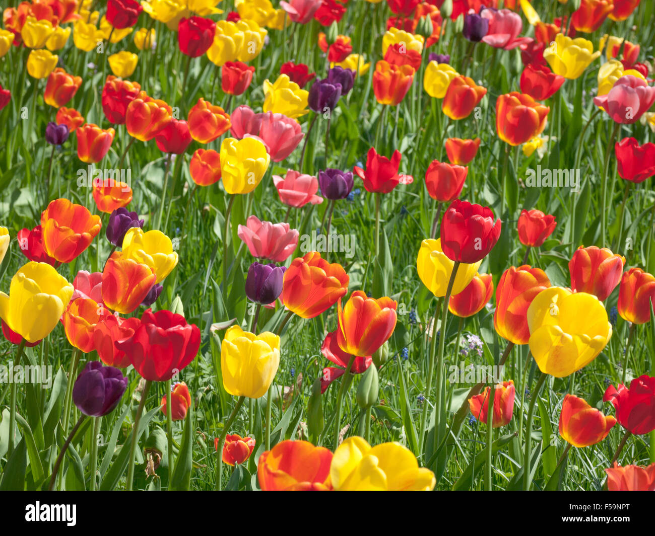 A field of tulips at the Botanical Garden (Botaniska trädgården) in Lund, Sweden. Stock Photo
