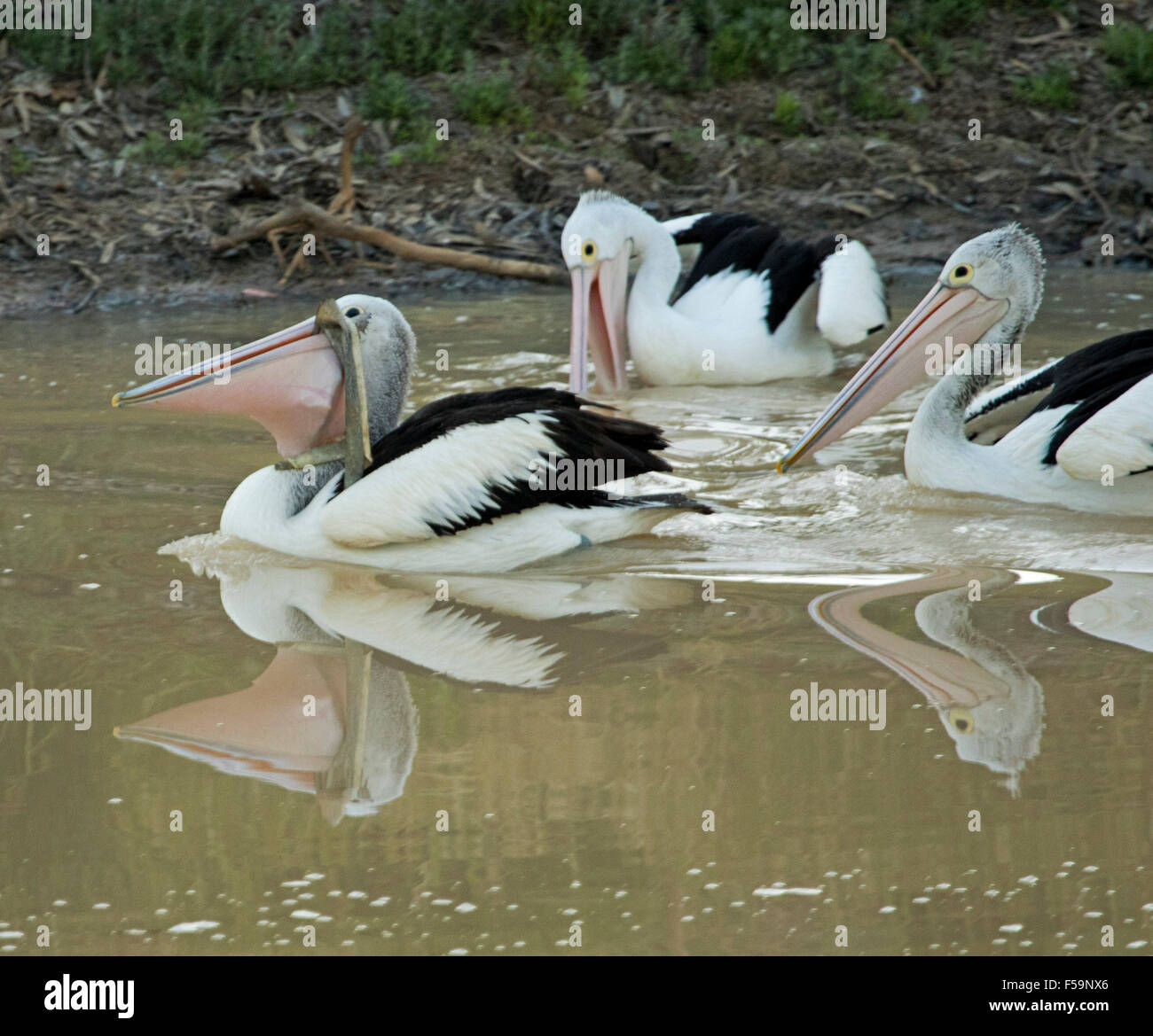 Group of pelicans fishing, one with fish in bill others following, reflected in calm water of Cooper Creek outback Aust Stock Photo