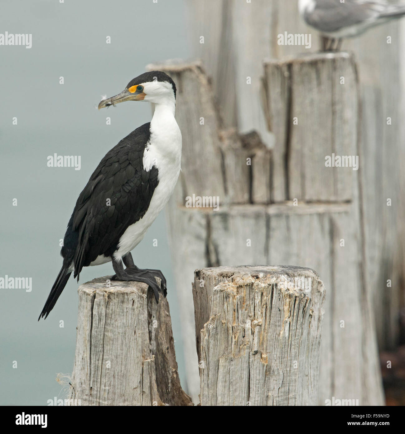 Pied cormorant, Phalacrocorax varius, with immaculate black & white plumage, perched on weathered wooden jetty post Stock Photo