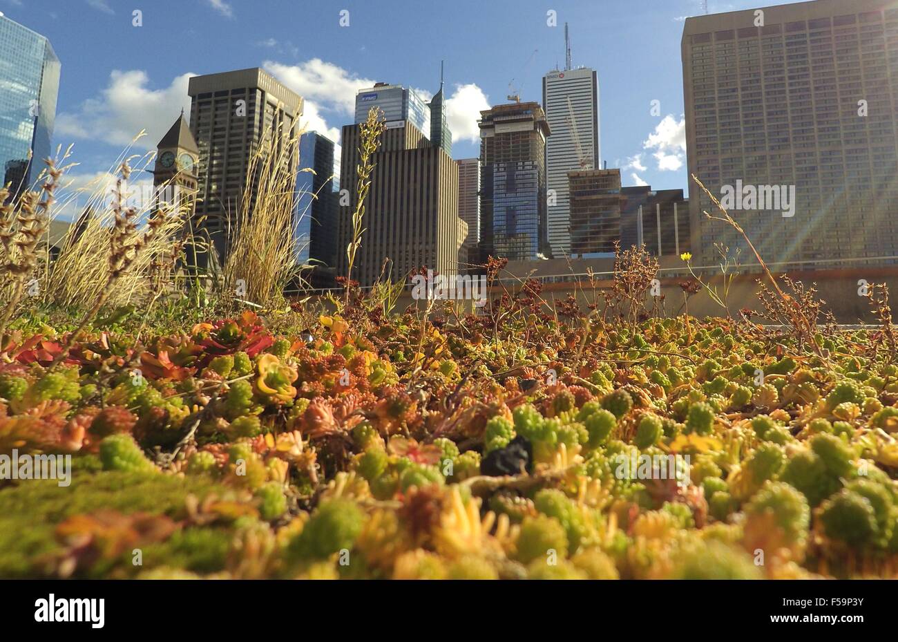 Toronto, Canada. 30th Oct, 2015. Toronto City Hall's podium green roof is seen in Toronto, Canada, Oct. 30, 2015. Toronto is the first city in North America to have a bylaw to require and govern the construction of green roofs on new development. From Feb. 1, 2010 to March 1, 2015, 260 green roofs had been created in Toronto, consisting of 196,000 square metres of green roof area. A total of 444 green roofs exist in Toronto so far. © Zou Zheng/Xinhua/Alamy Live News Stock Photo