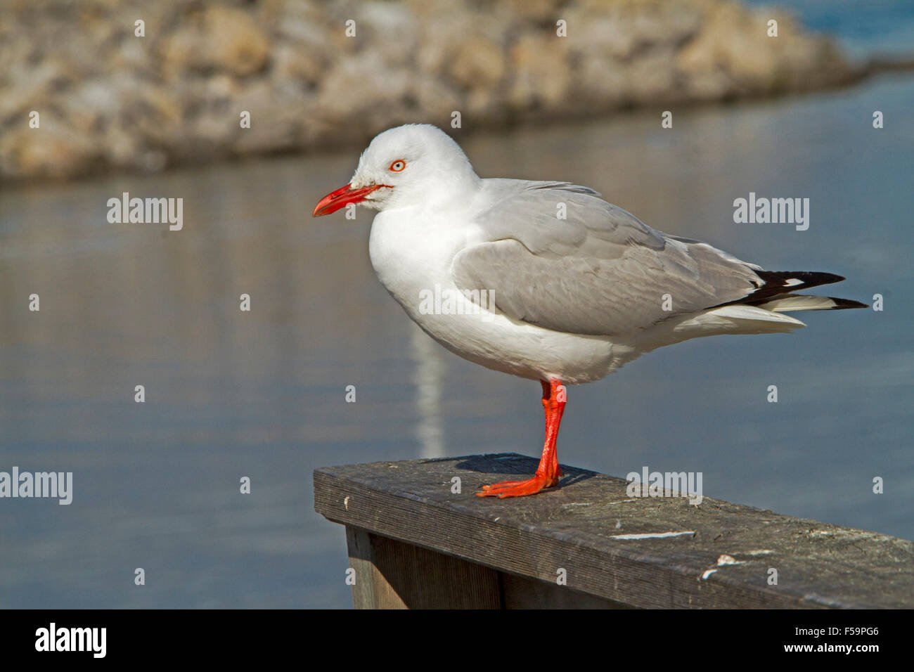 Silver gull / seagull, Larus novaehollandiae, with vivid red legs & bill, on timber post beside blue water of ocean in Australia Stock Photo