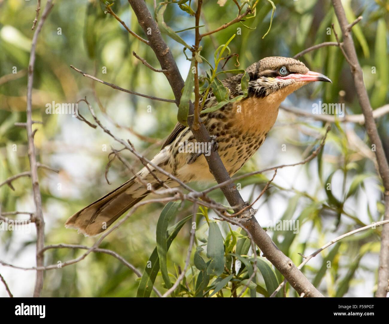 Spiny-cheeked honeyeater, Acanthagenys rufogularis in tree against green foliage  at Currawinya National Park, outback Australia Stock Photo