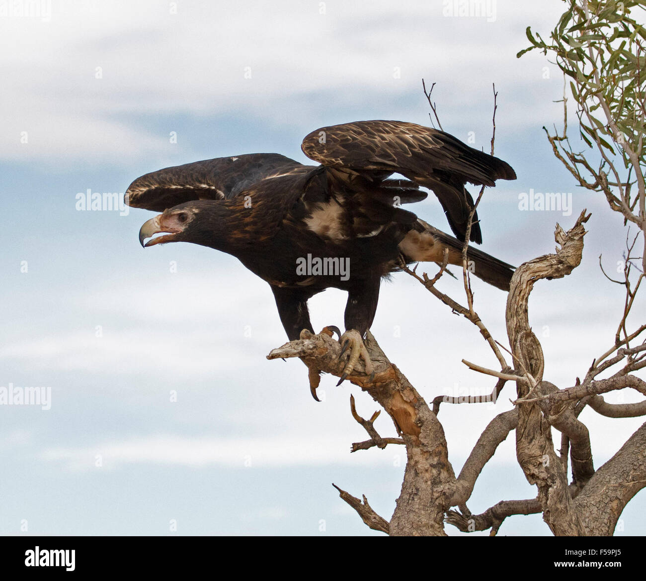 Wedge-tailed eagle, Aguila audax, about to launch into flight from dead tree with wings raised against blue sky in outback Australia Stock Photo