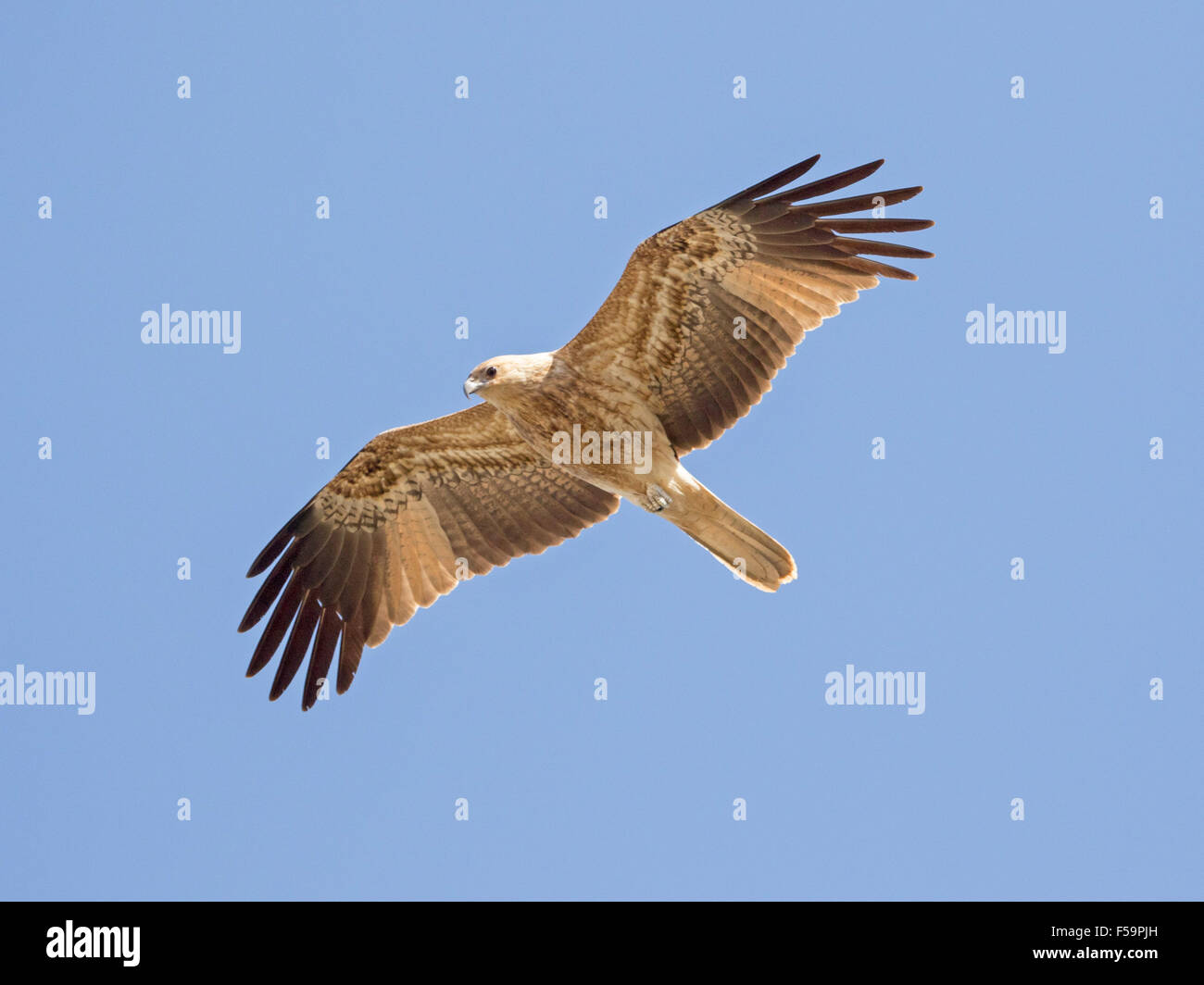 Australian kite flying hires stock photography and images Alamy