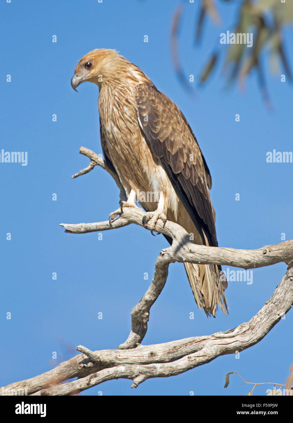 Beautiful whistling kite, Haliastur sphenurus, raptor perched on branch of dead tree against blue sky in outback Australia Stock Photo