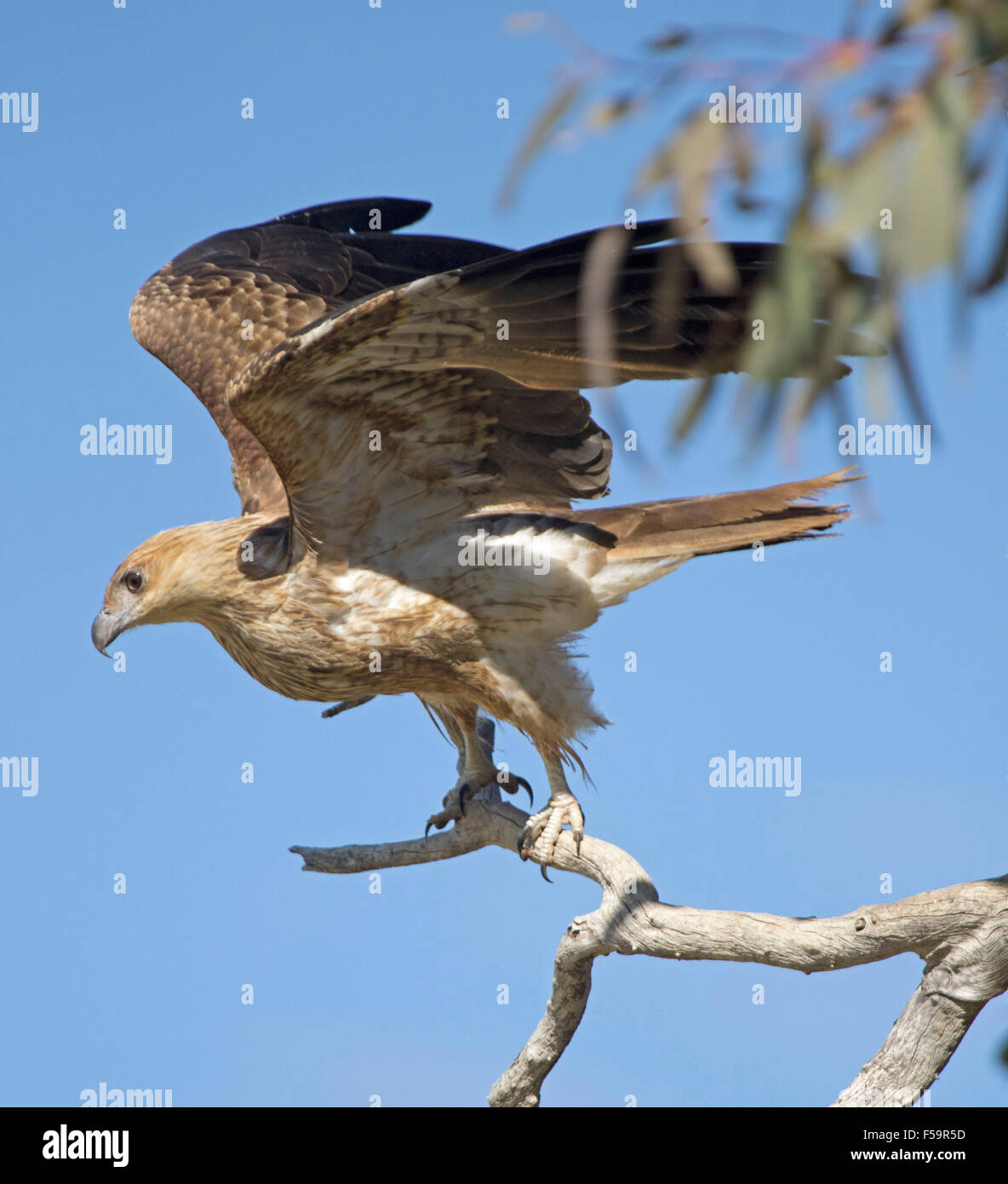Whistling kite, Haliastur sphenurus, launching into flight from dead tree, wings raised against blue sky in outback Australia Stock Photo