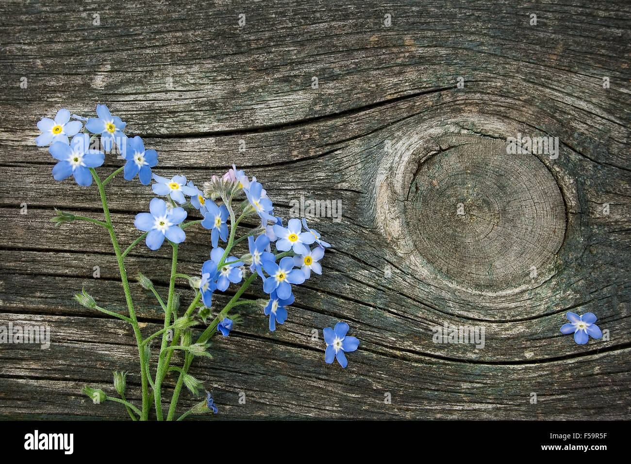 Forget-me-not flowers on wooden surface Stock Photo - Alamy