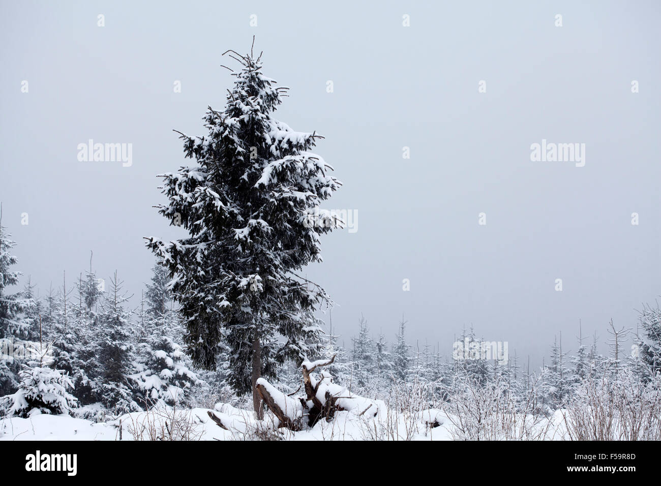 Snow covered pine trees in the winter mountains Stock Photo - Alamy