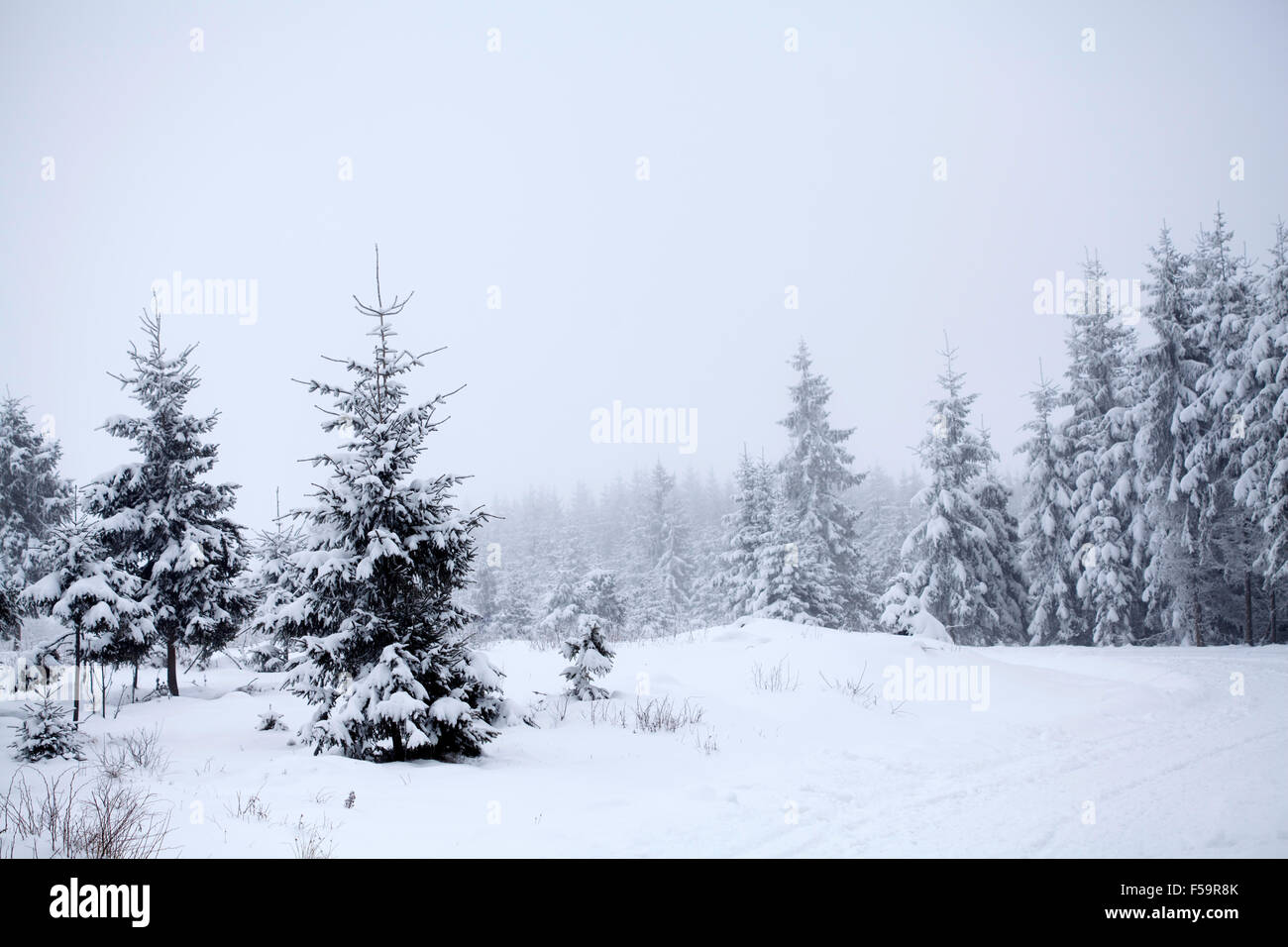 Snow covered pine trees in the winter mountains Stock Photo - Alamy