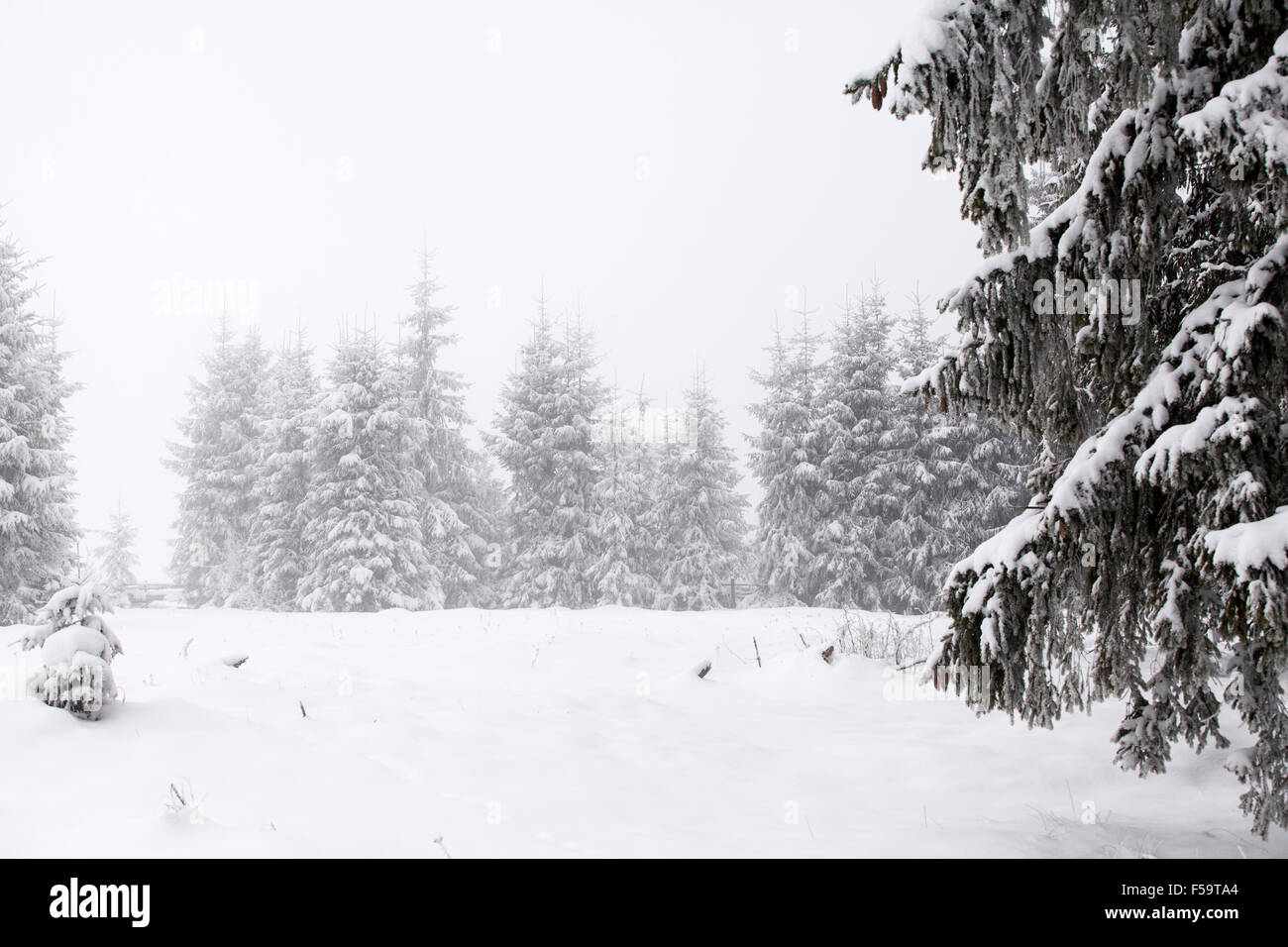 Snow covered pine trees in the winter mountains Stock Photo - Alamy