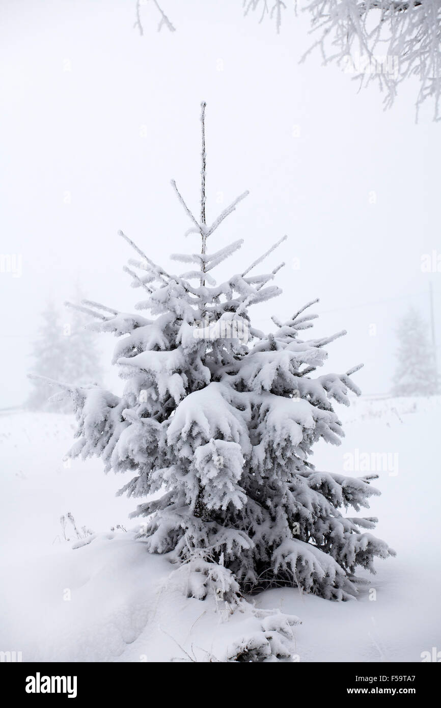 Snow covered pine trees in the winter mountains Stock Photo - Alamy