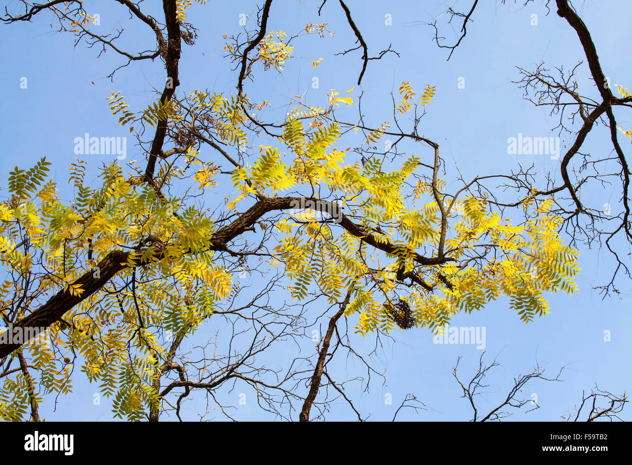 Autumn leaves on a tree and blue sky Stock Photo - Alamy