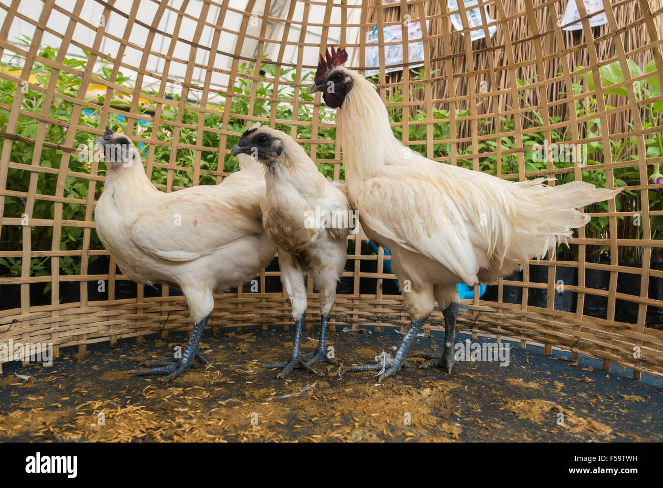 dark meat chicken Stock Photo Alamy