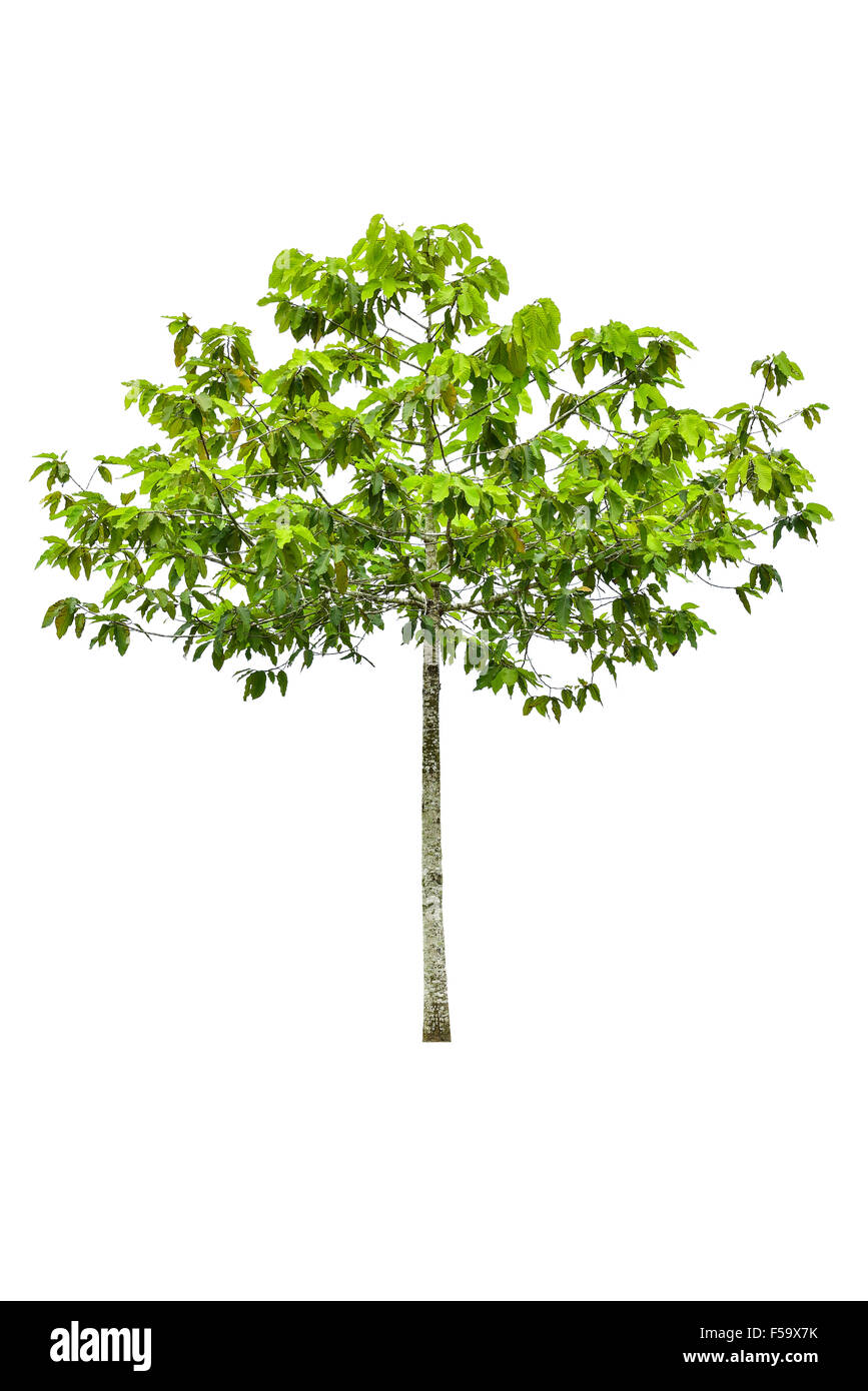 Old growth big leaf maple tree hi-res stock photography and images - Alamy