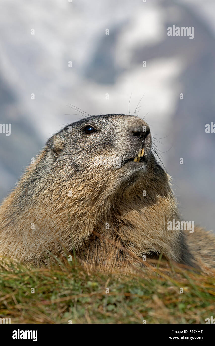 Alpine marmot, High Tauern National Park, Carinthia, Austria, Europe / Marmota marmota Stock Photo