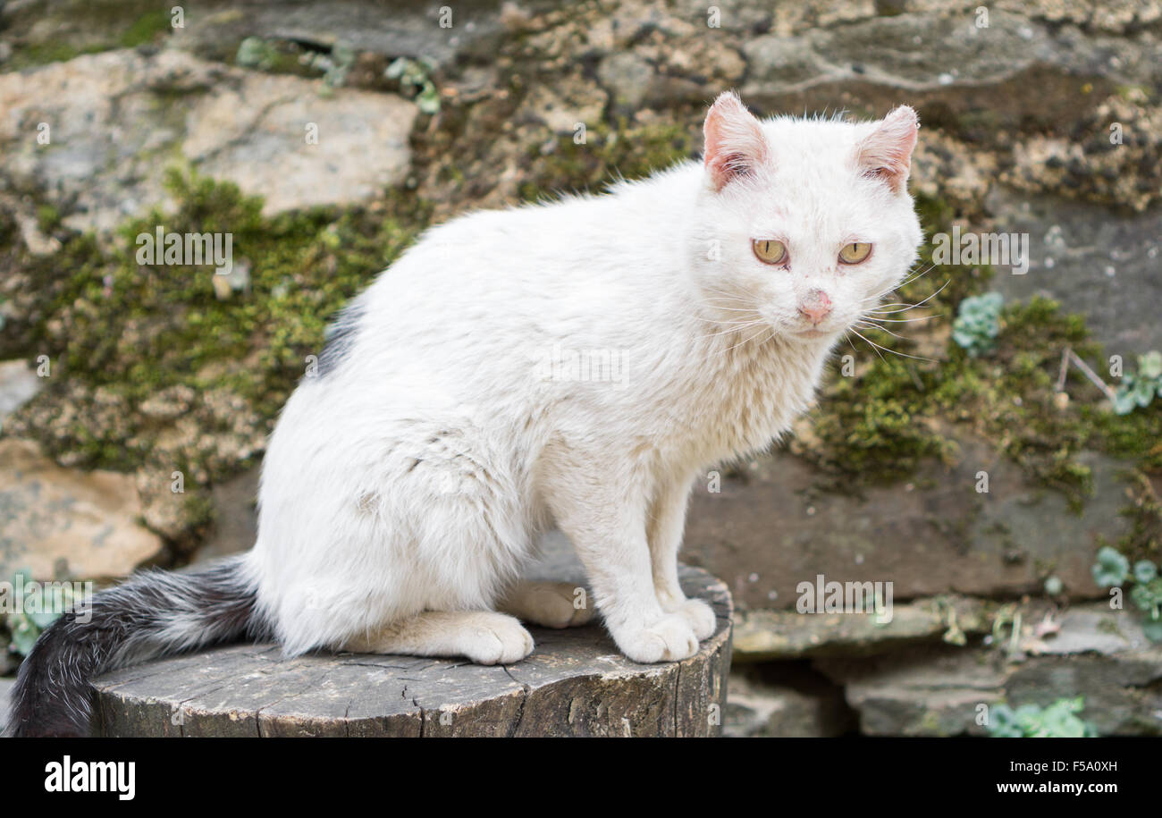 Ill white cat, closeup view Stock Photo - Alamy