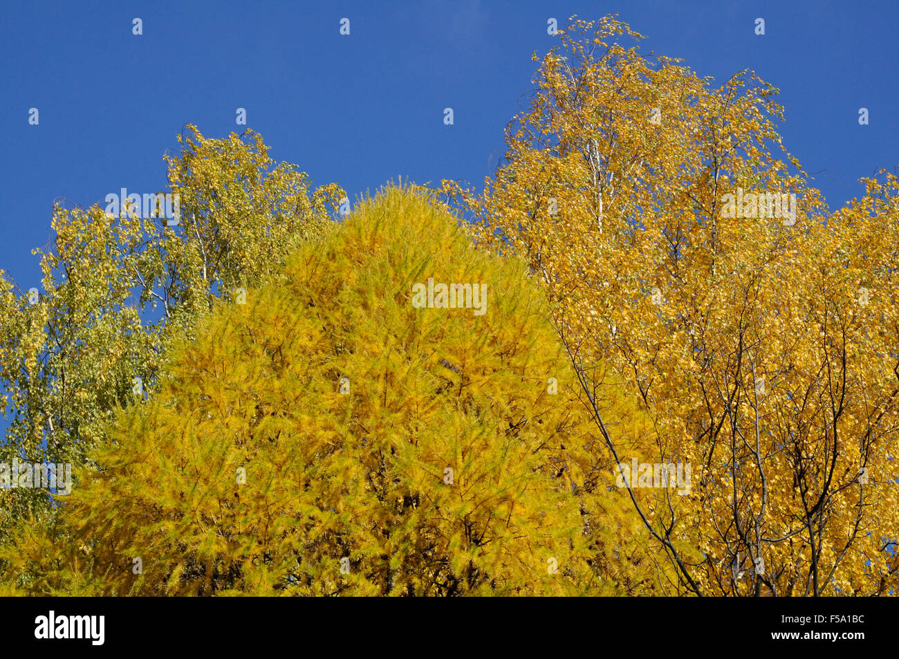 Larch and birch in the autumn on a sunny day Stock Photo - Alamy