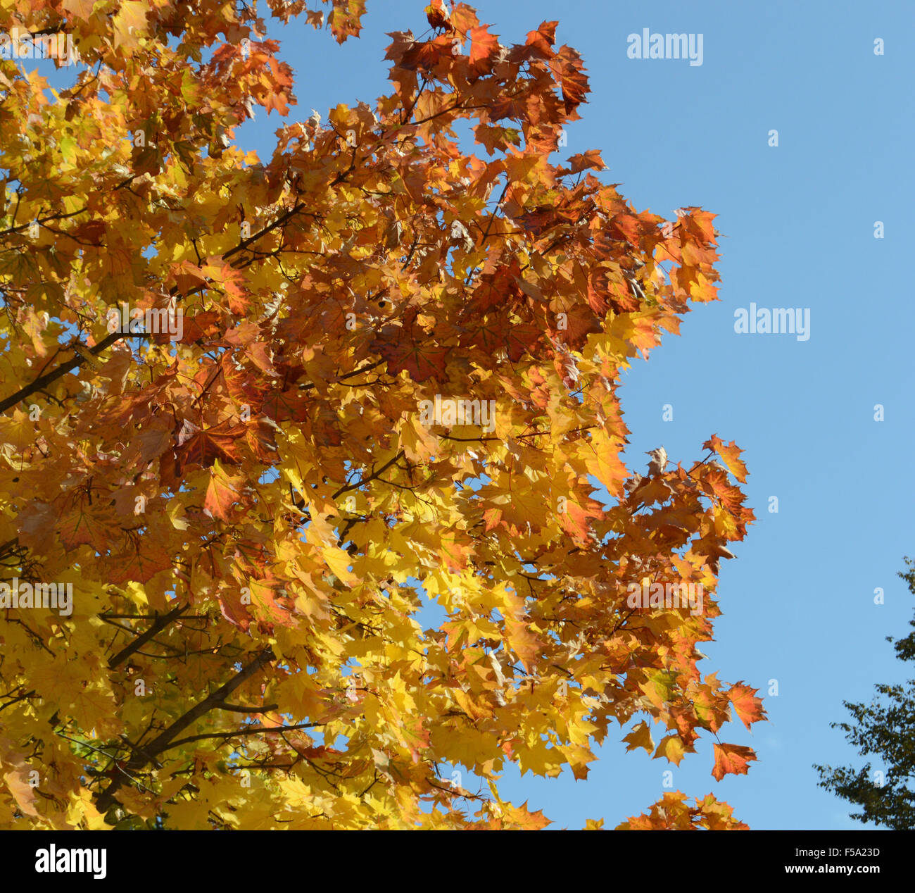 Maple branches in autumn on a sunny day. Blue sky background Stock ...