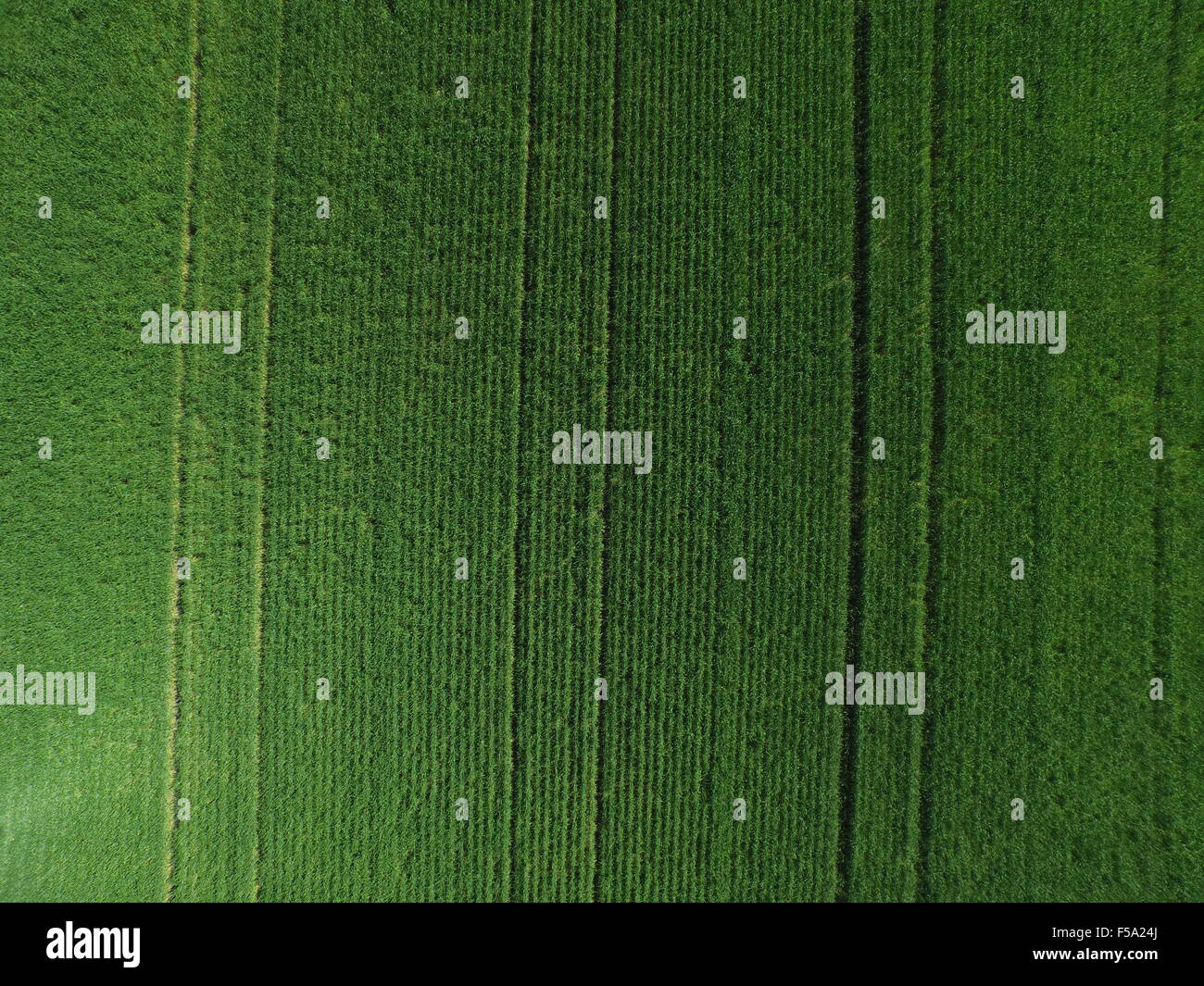 Wheat crop from above drone aerial image Stock Photo
