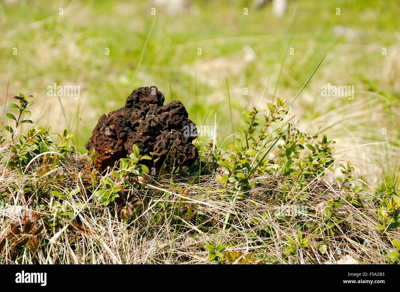 One big stone morel out in the Swedish nature, picture from the North of Sweden Stock Photo Alamy