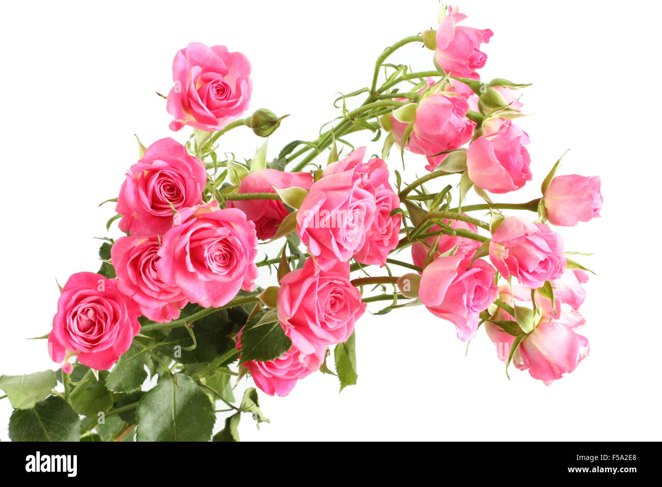Bouquet of small pink roses isolated on white background Stock Photo ...