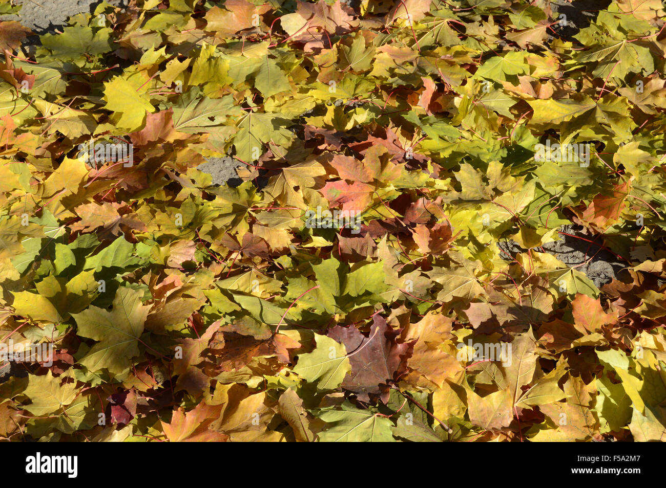 Fallen maple leaves on the ground. Sunny day Stock Photo - Alamy