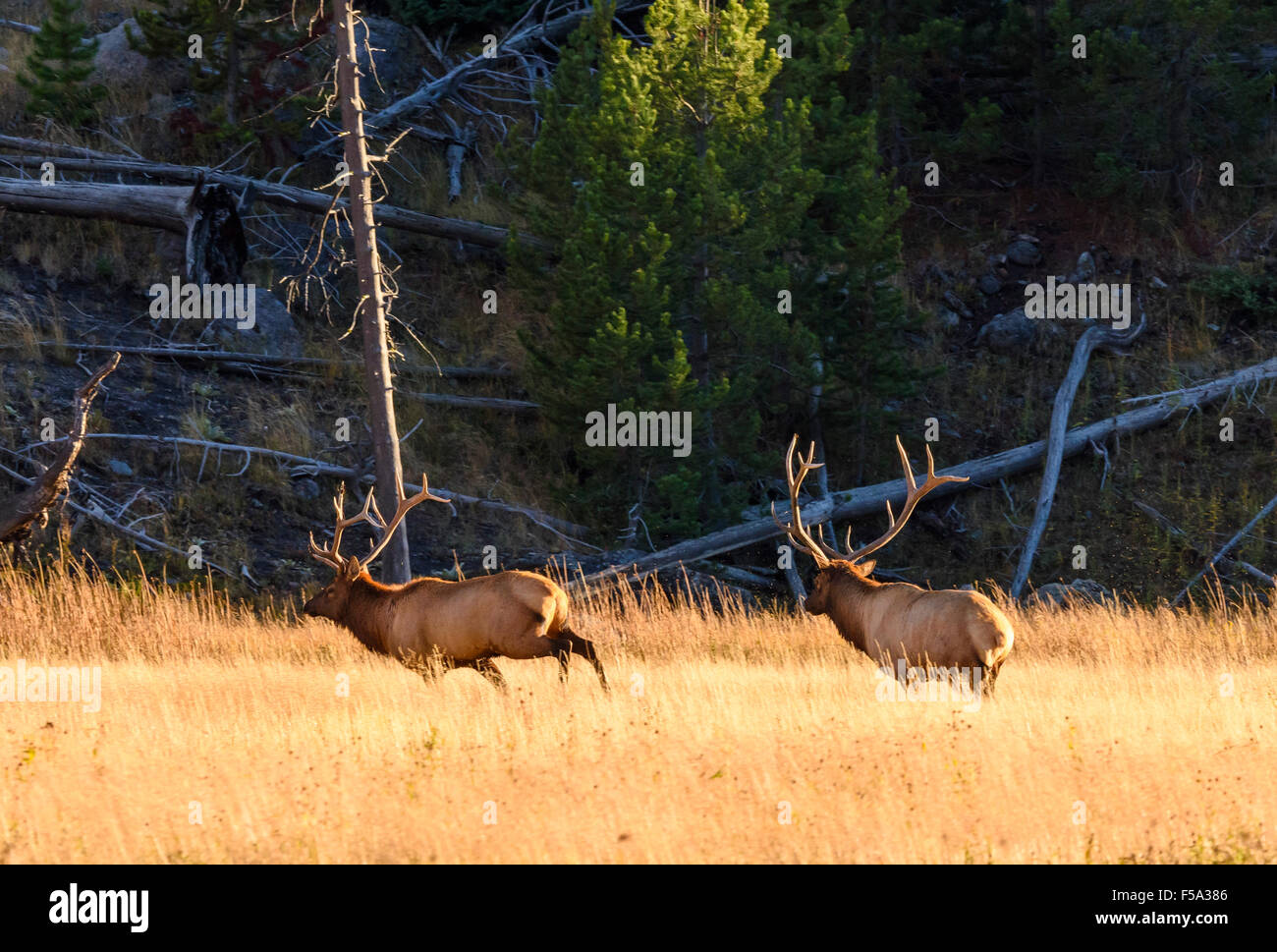 Elk Fighting Yellowstone National Park High Resolution Stock