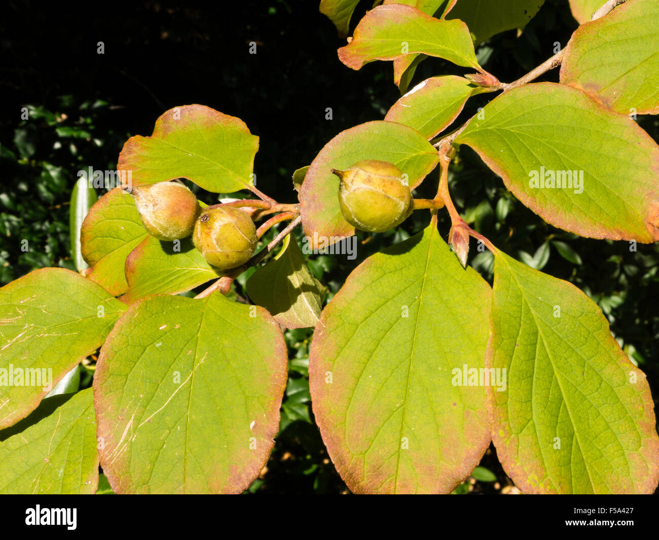 New York Botanical Garden The Bronx NY USA Stock Photo Alamy