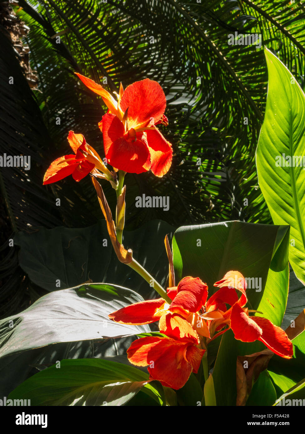 Red Flowers New York Botanical Garden, The Bronx, NY, USA Stock Photo