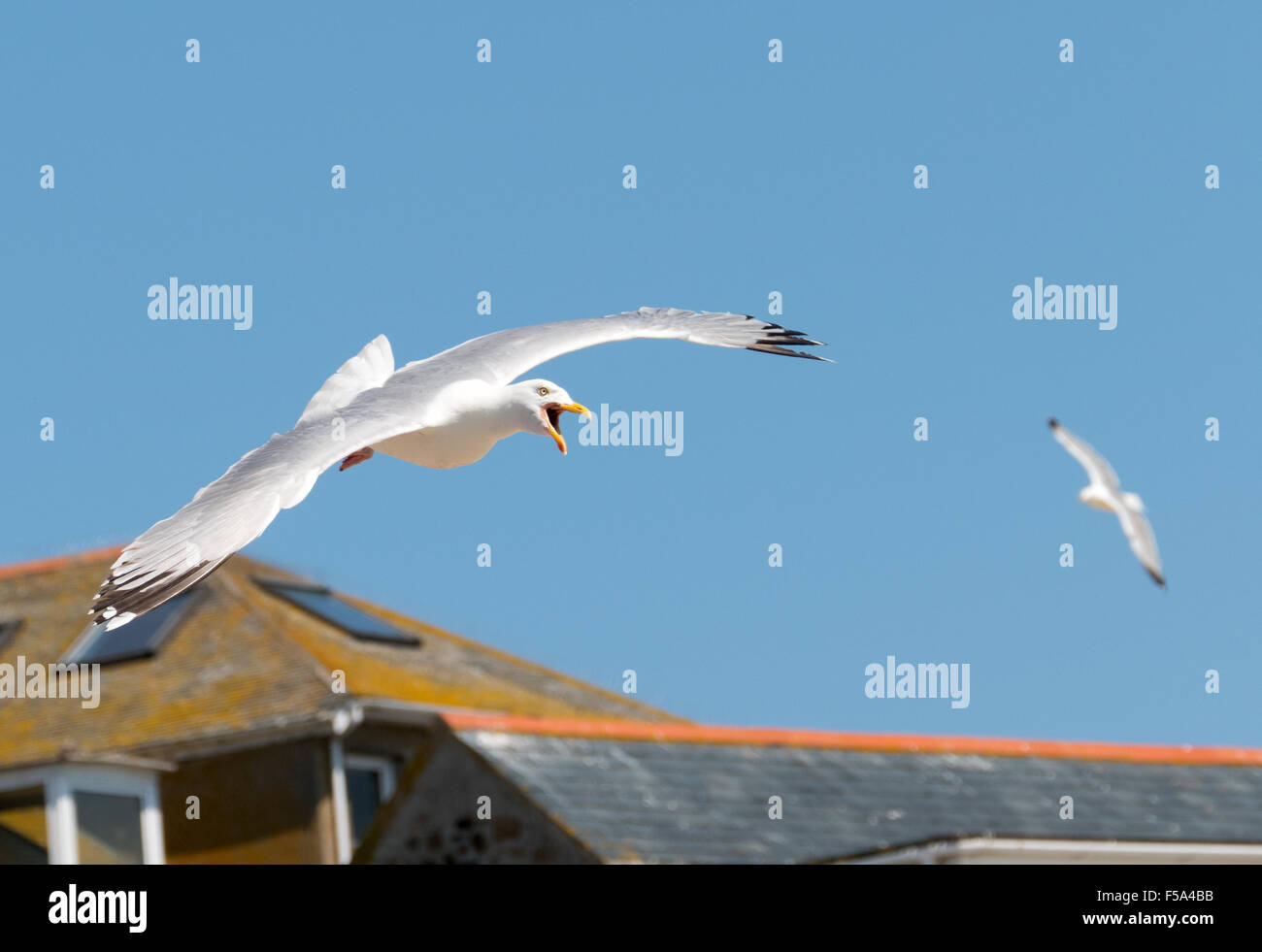 Seagull flying and squawking with beak open over St. Ives, Cornwall England. Stock Photo