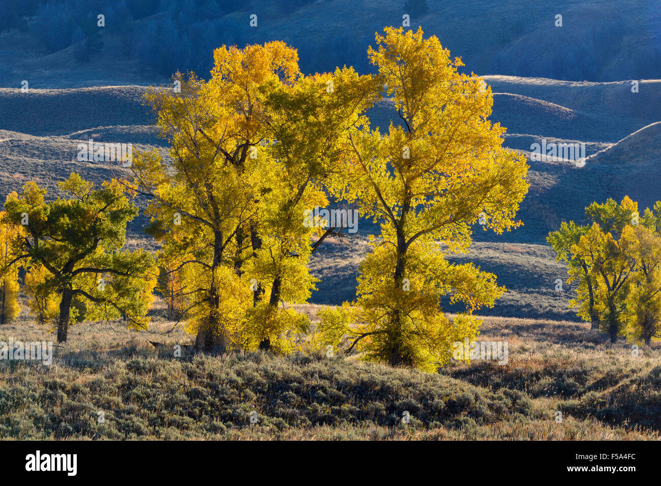 Cottonwood, Populus sp., trees in fall, Lamar Valley, Yellowstone