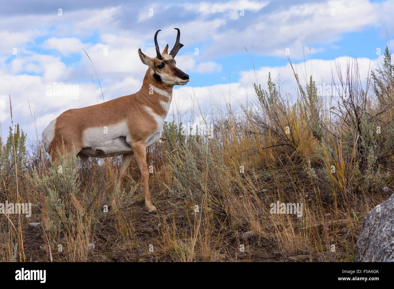 Pronghorn antelope, Antilocapra americana Yellowstone National Park