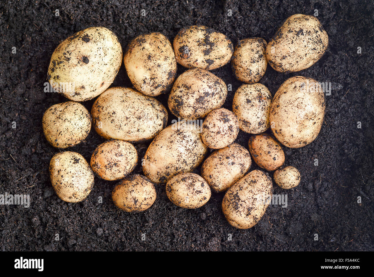 Freshly lifted organic potatoes grown in a garden  in dark rich soil, unwashed selected focus, narrow depth of field Stock Photo