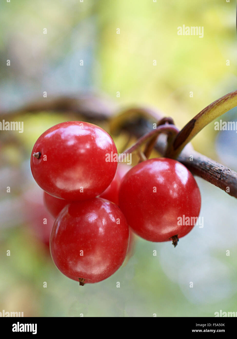 Macro shot of poisonous wild red berries of a woodland plant, room for copy space and text Stock Photo