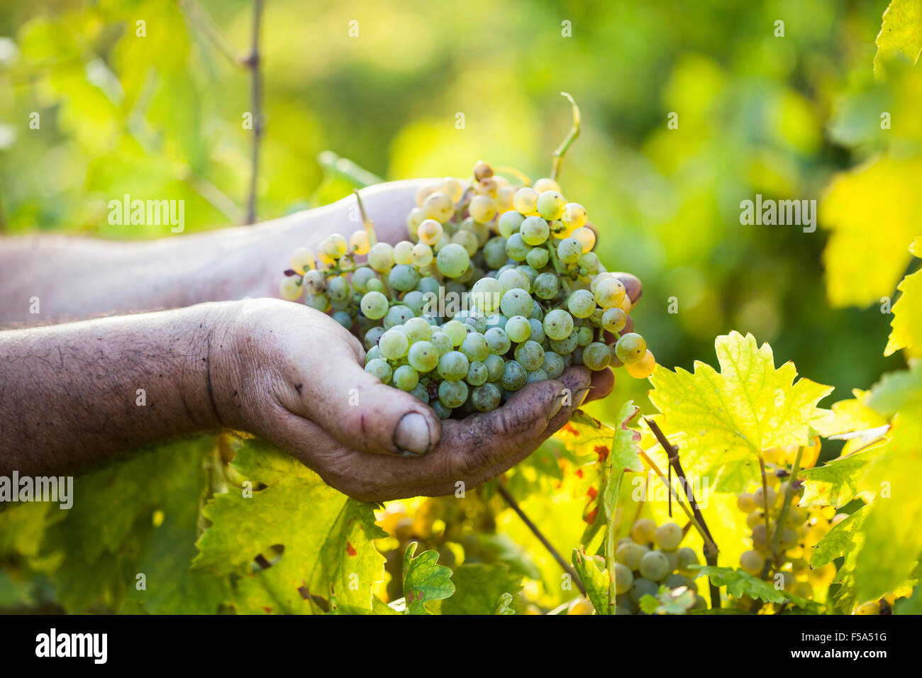 Harvest.Farmers hands with freshly harvested grapes in the sunny