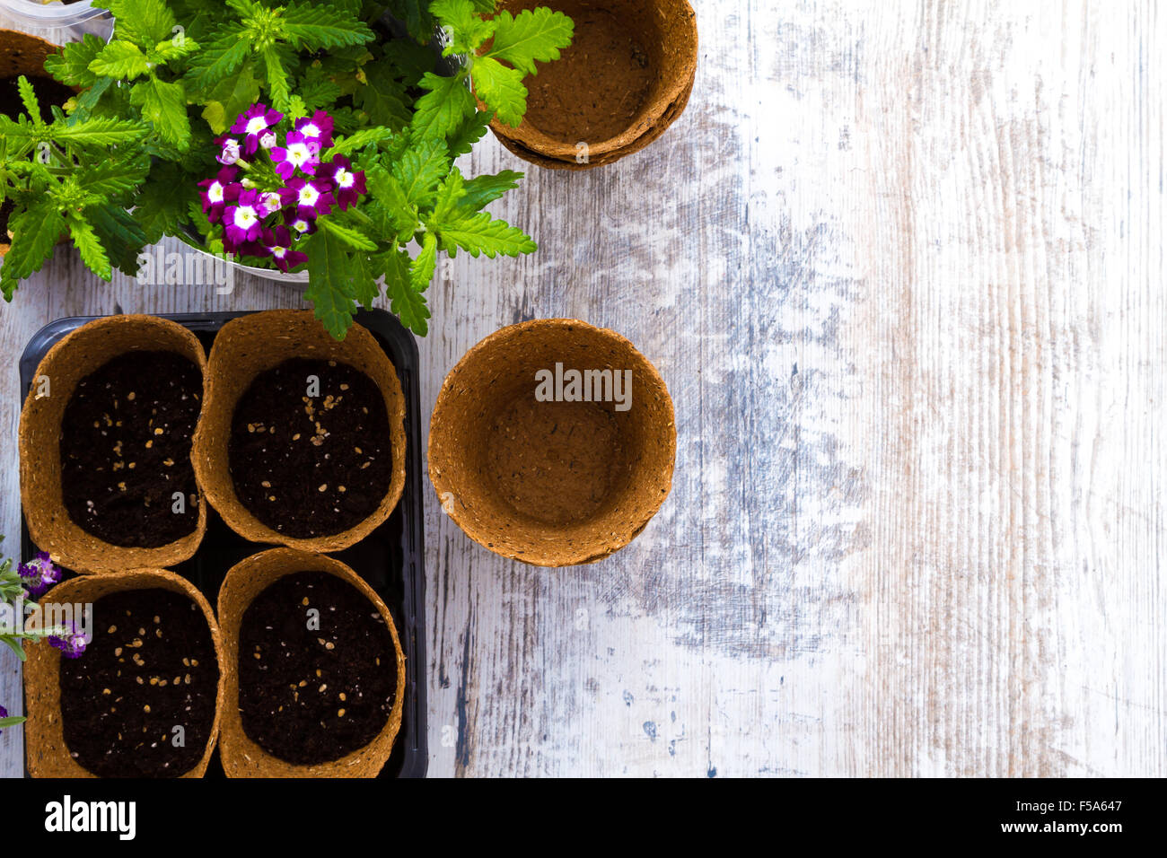 Planting flowers and vegetables at home Stock Photo