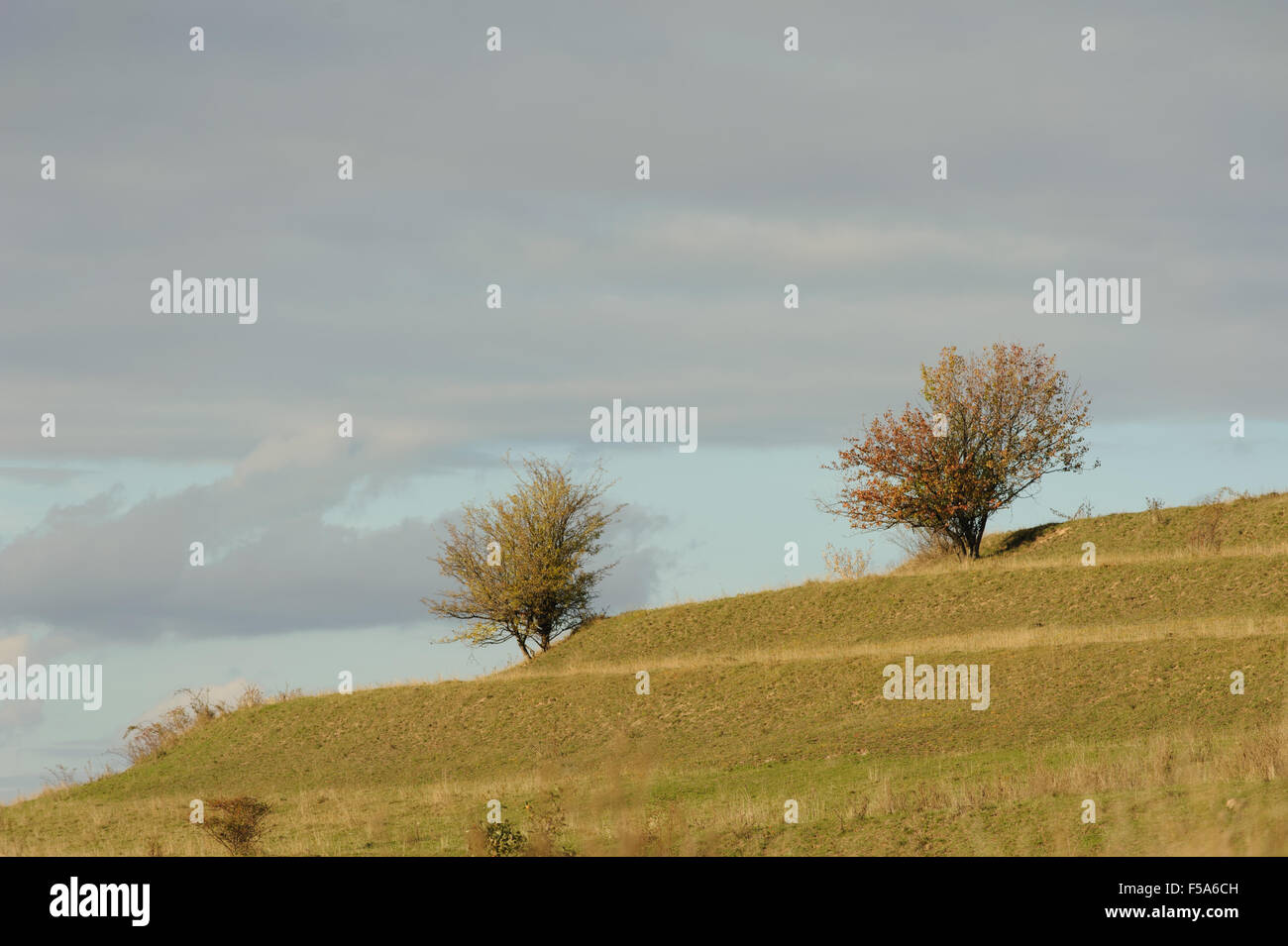 Trees in autumn Stock Photo - Alamy