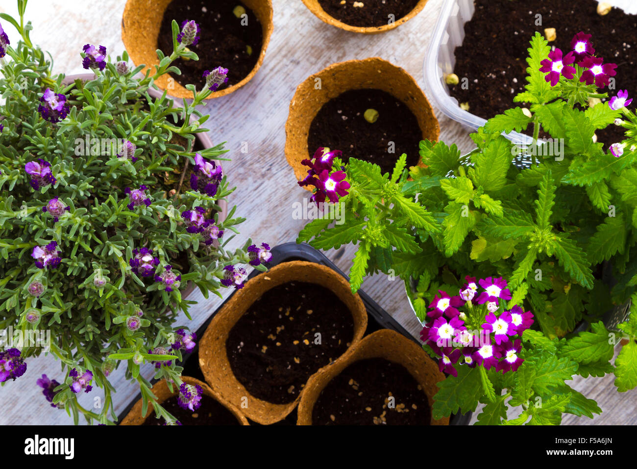Planting flowers and vegetables at home Stock Photo