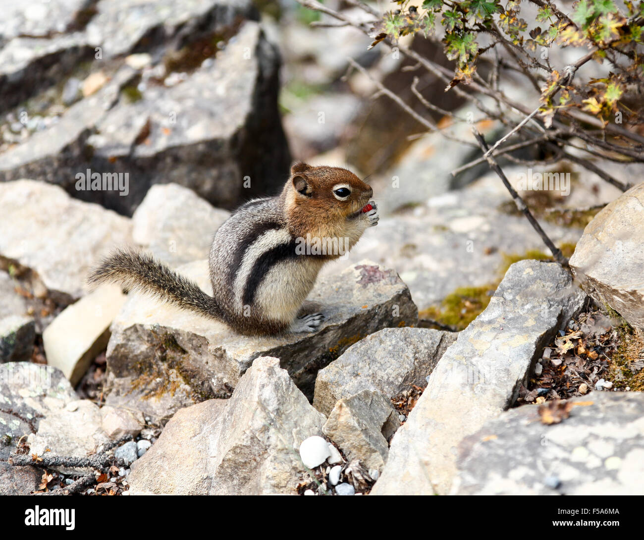 A Chipmunk or Golden-mantled ground squirrel (Callospermophilus lateralis) at Moraine Lake Banff National Park Alberta Canada Stock Photo