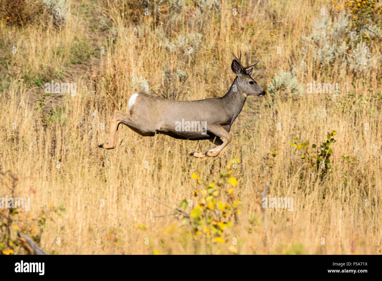 Mule deer, Odocoileus hemionus, Yellowstone National Park, Wyoming, USA Stock Photo