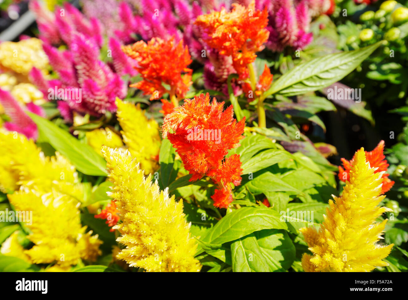 Colored flowers hi-res stock photography and images - Alamy