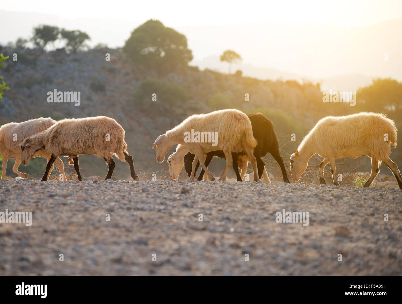 Sheep grazing in the mountains Stock Photo - Alamy