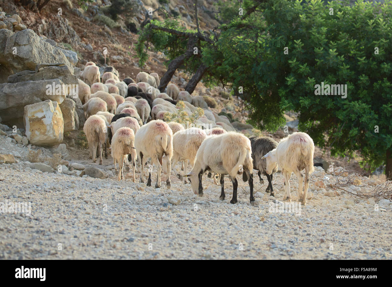 Sheep grazing in the mountains Stock Photo - Alamy